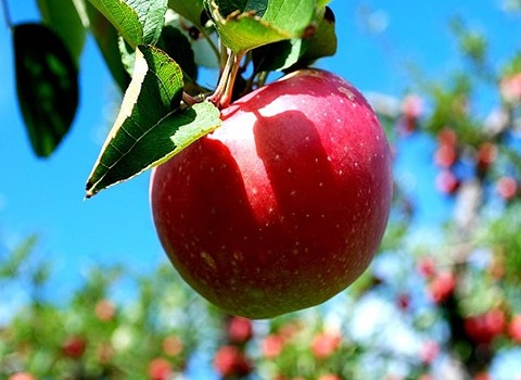 قیمت خرید سیب درختی صادراتی قرمز + فروش ویژه